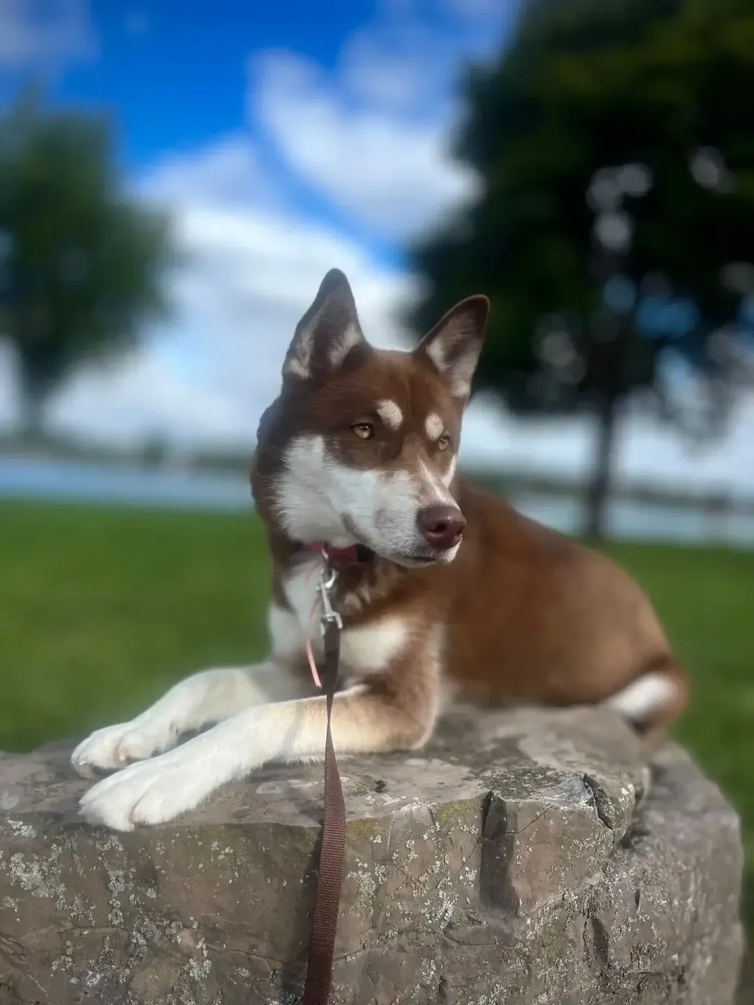 Everest the Husky β HuskyTail Digital Marketing mascot